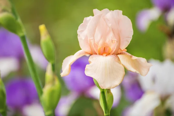 Rosa Irisblüte — Stockfoto