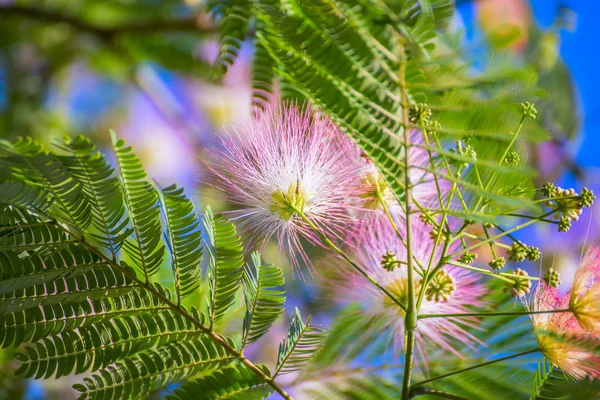 Ontplooiing van roze pluizige bloemen Albition — Stockfoto