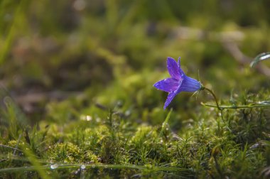 Nazik çiçek leylak çan