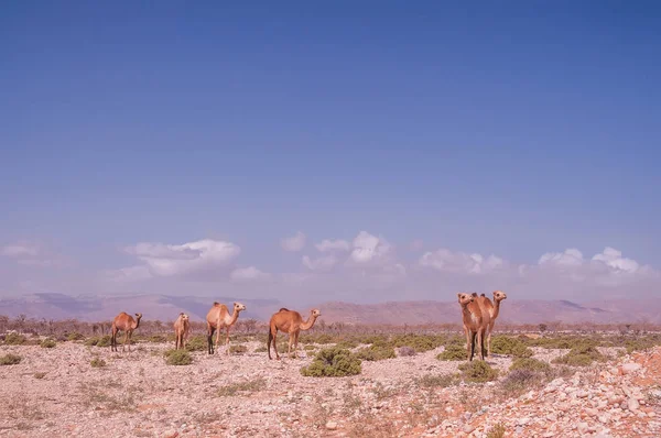 Camels grazing in the desert.