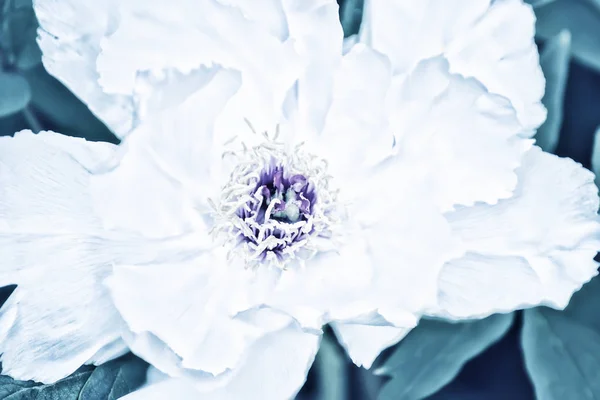 Blume einer weißen baumartigen Pfingstrose in Nahaufnahme. — Stockfoto