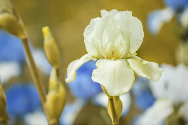 Светлый цветок радужки — стоковое фото