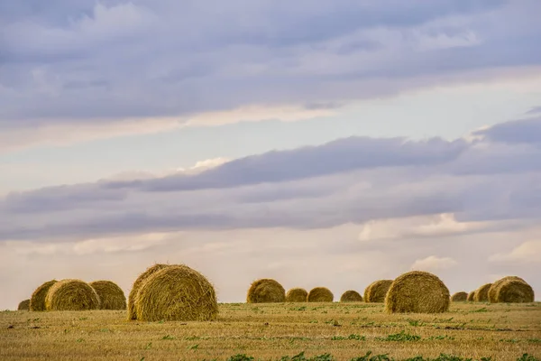 Много круглых стогов сена на собранном поле — стоковое фото