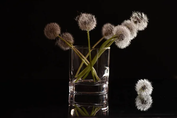 Fleurs pelucheuses blanches pissenlits dans un verre sur un fond noir . — Photo