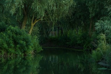 Sakin sakin gölet söğüt ağaçlarıyla.