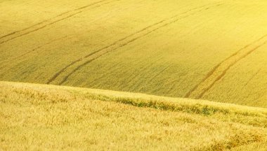 Alanlarda alanları ve tepeler altın buğday ile. 