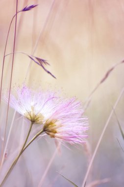 Birbirlerine karşı yer alan iki yumuşak pembe kabartmak çiçekler 