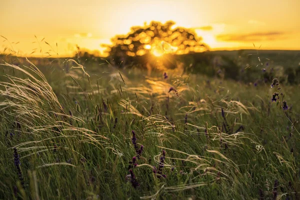 Трава с перьями на закате — стоковое фото