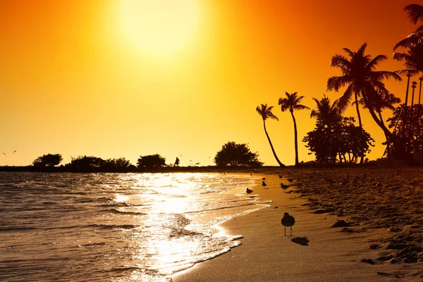 Silhouettes de palmiers sur fond orange , — Photo