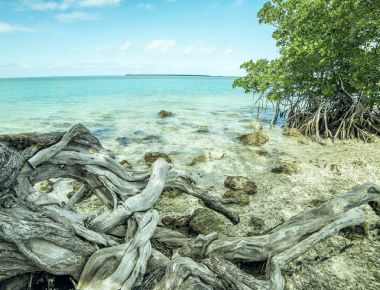 Bir ağaç kökleri okyanus Körfezi kıyısında sarma ile.