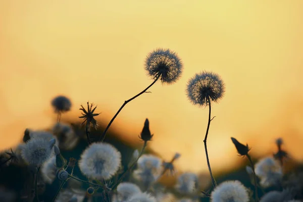 Narin kabarık karahindiba çiçekler — Stok fotoğraf