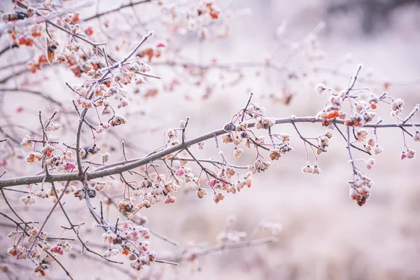 Zarte Zweige mit ungewöhnlichen Beerenfrüchten — Stockfoto