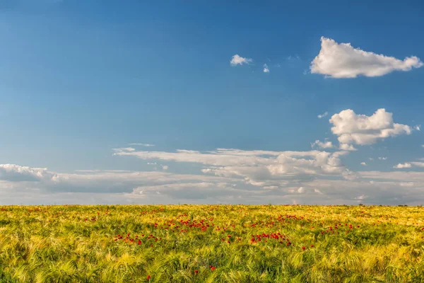 Campo con trigo y amapolas escarlata . — Foto de Stock