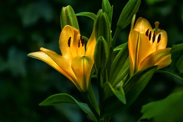 Lilienblüten auf dunklem Hintergrund. — Stockfoto