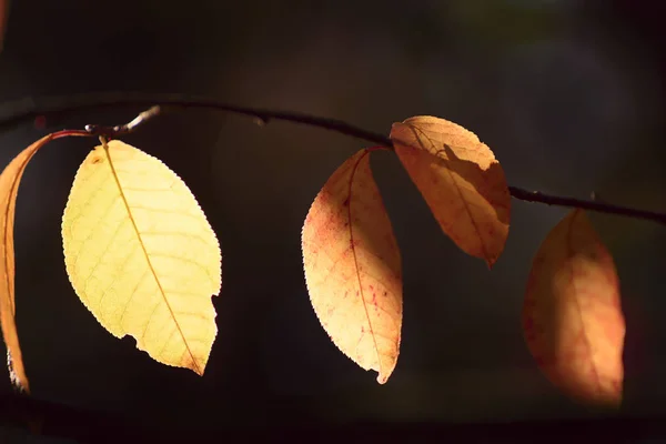 Gele bladeren in zonlicht op een natuurlijke achtergrond. — Stockfoto