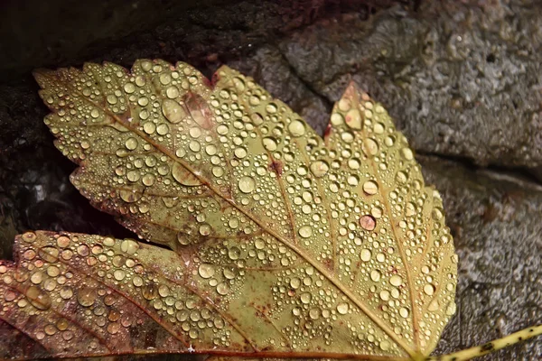 Gele Herfstblad in druppels vocht — Stockfoto