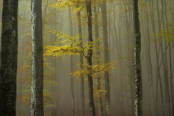 Des troncs d'arbres et une branche aux feuilles jaunes dans une forêt d'automne brumeuse — Photo