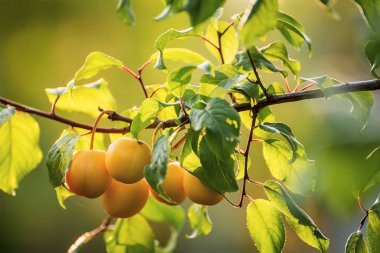 Olgun Erik, kiraz bahçede bir ağaç üzerinde Erik