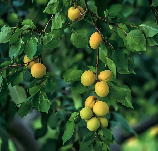 Abricots mûrs sur un arbre dans le jardin — Photo