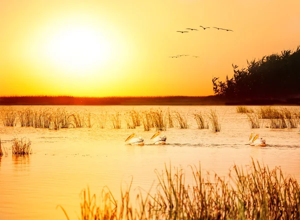 Птицы пеликанов ранним утром — стоковое фото