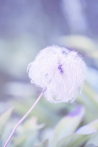 Inschrijving pluizige lichte bloem — Stockfoto