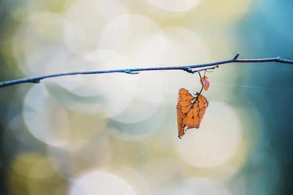 Сухой одинокий желтый березовый лист на ветке . — стоковое фото