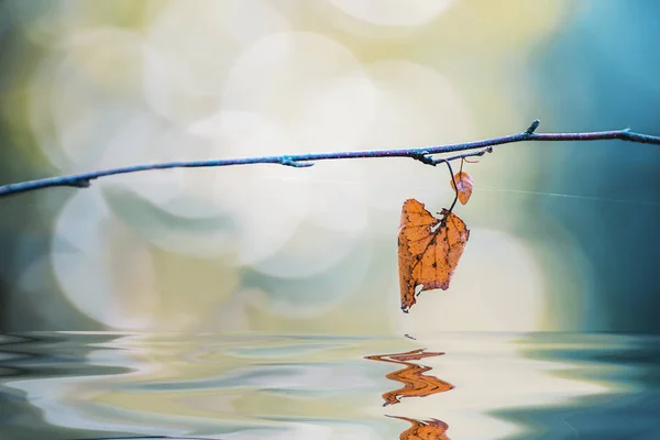 Suchý lonely list na větvi nad vodou, odraz ve vodě. Umělecké Foto. — Stock fotografie