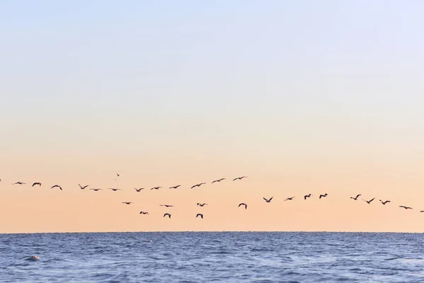 Pelicans in the sky above the water — Stock Photo, Image