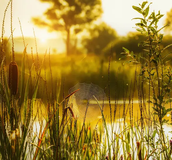Uma teia de aranha na relva na margem do rio. Uma bela manhã suave na natureza . — Fotografia de Stock