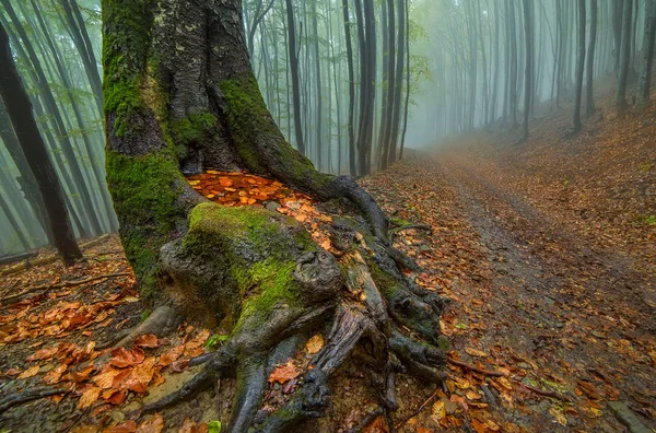 Mistig bos in de herfst. — Stockfoto