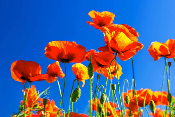 Vermelho papoilas flores no céu azul fundo — Fotografia de Stock