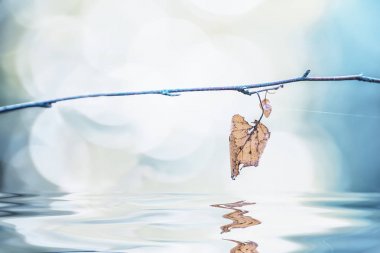 su, su yansıma üstünde dal yalnız yaprak kuru. Sanatsal fotoğraf.