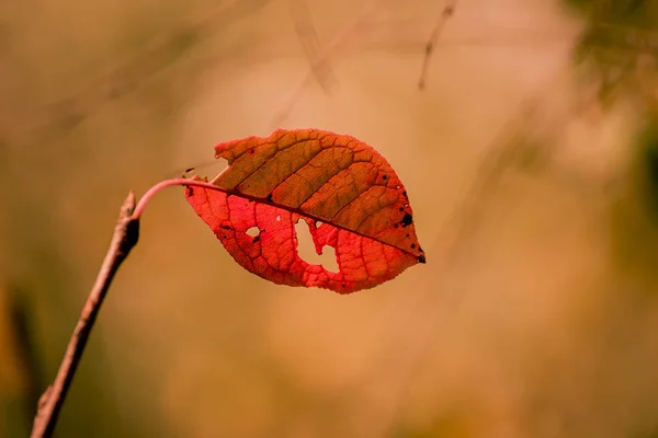 Outono solitário vermelho rasgado folha — Fotografia de Stock