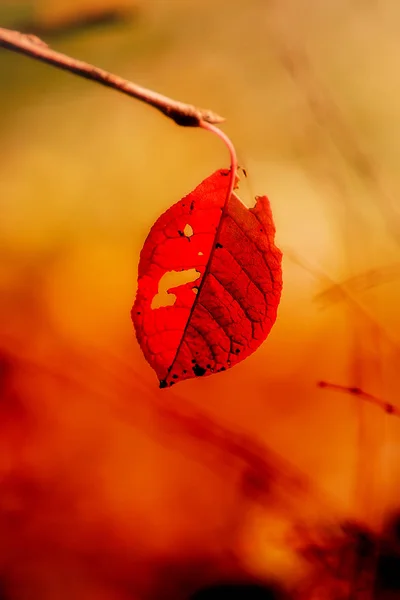 Eenzame herfst rood gescheurd blad — Stockfoto