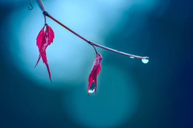 Yağmur sonrası yabani üzüm damla ile sonbahar yalnız kırmızı yaprakları