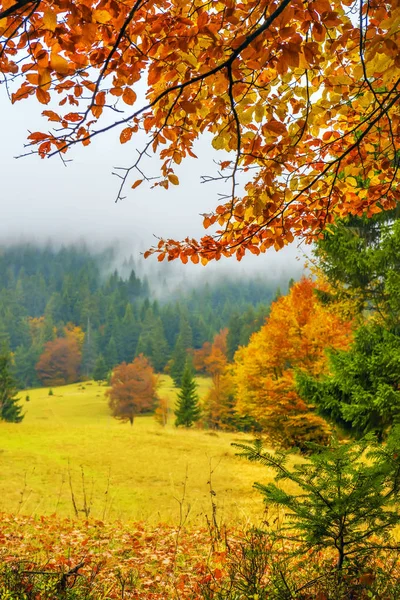 Podzim v lese, parku — Stock fotografie