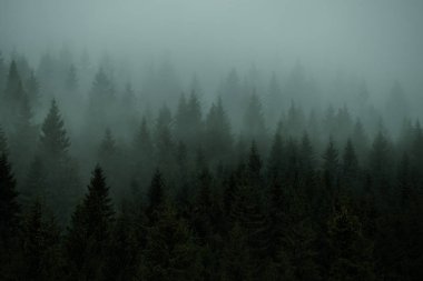 İğne yapraklı orman siste köknar ağaçları. Vintage tarzı.