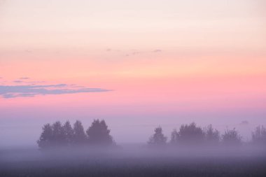 Alanları ve ormanlar arasında çok nazik pembe sisli şafak. 