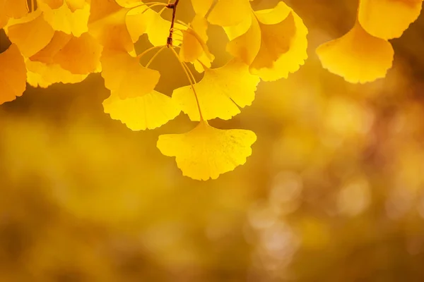 Belles feuilles d'automne d'une forme intéressante d'un arbre Ginkgo — Photo