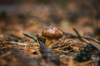 küçük güzel Lehçe mantar 