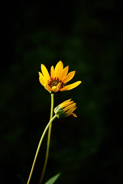 Deux délicates fleurs de camomille jaune sur fond noir . — Photo