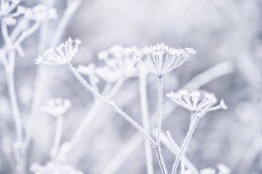 Frost hassas Ajur çiçekler.