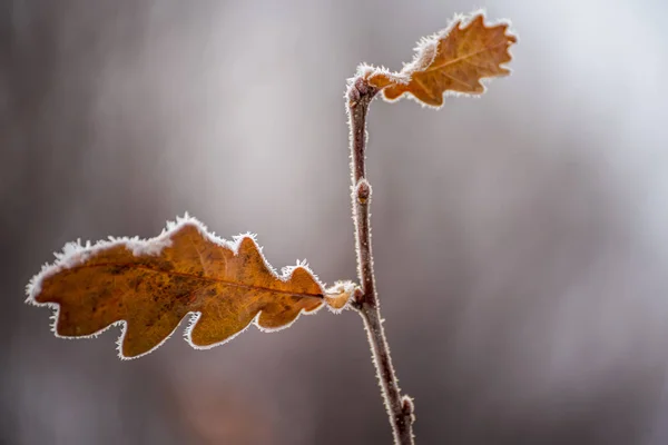 Feuilles jaunes et sèches de chêne sur une branche couverte de givre . — Photo