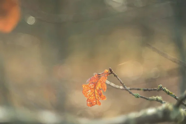 Artistic photo lonely lit oak on a branch — Stock Photo, Image