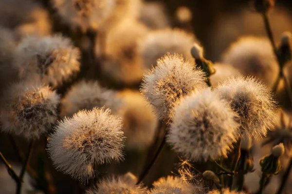 Kabarık nazik çiçekler dandelions beyaz — Stok fotoğraf