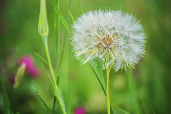 Una enorme bola de flores de diente de león blanco esponjoso . — Foto de Stock