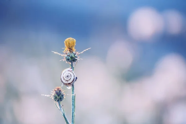 滴とカタツムリの花 — ストック写真