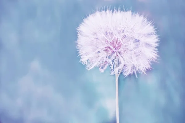 Une énorme boule de fleurs de pissenlit blanc moelleux . — Photo