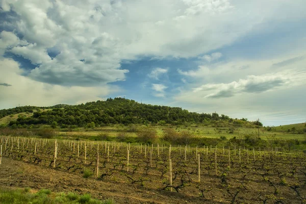 Een weergave van de druiven tussen de groene heuvels. — Stockfoto
