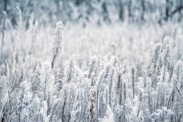 The plants on the meadow are covered with white fluffy hoarfrost. — Stock Photo, Image